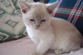 Adorable Chaton Burmese , Toronto