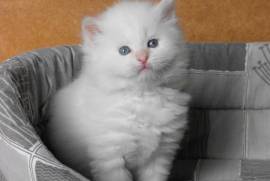 Adorables Bébé Chatons Sibérien , Laval