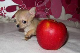Jolie chiot chihuahua, Mont-Saint-Hilaire