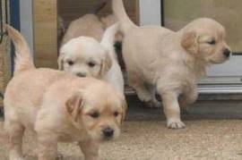 A donner chiot bébé labrador , Toronto