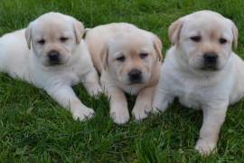 A donner chiot bébé labrador , Toronto