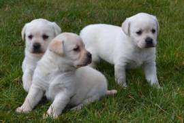 A donner chiot bébé labrador , Toronto