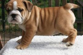 Superbe chiot bouledogue anglais  male et femelle, Sherbrooke