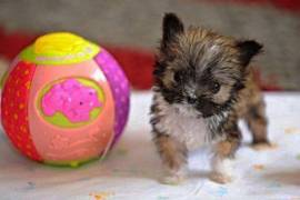 Adorable Chiot yorkshire toy male et femelle, Toronto