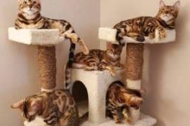 Chaton bengal a donner male et femelle, Welland