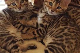 Chaton bengal a donner male et femelle, Welland