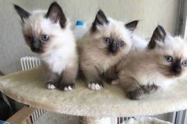 Adorable chaton sacré de birmanie