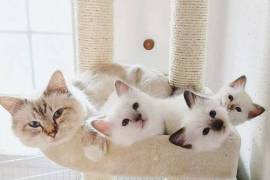 Adorable chaton sacré de birmanie