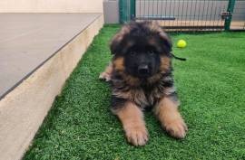 Adorable Berger Allemand Femelle