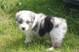 Charmante Chiot Berger Australien Femelle