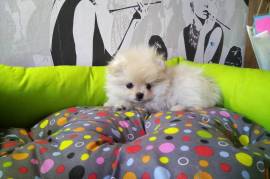 Adorable chiot spitz nain Poméranien Femelle