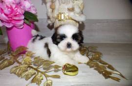 Chiot Shih Tzu Femelle Non Lof
