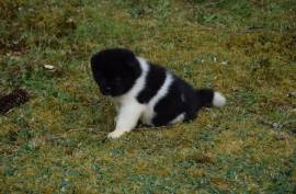 Magnifique Chiot Akita Américain Femelle