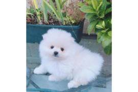 Magnifique Chiot Spitz Nain Femelle