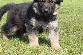 Adorable Chiot Type Berger Allemand Femelle, Votre ville