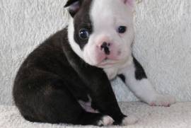 Beau Chiot Boston Terrier Male
