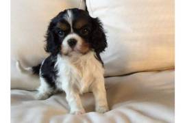 Superbe Chiot Cavalier King Charles Femelle
