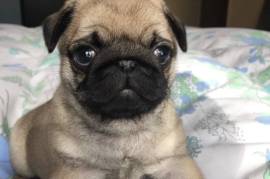 Chiot Superbe Carlin Femelle