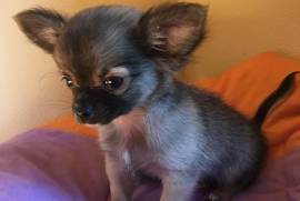 Magnifique chiot Adorable Chihuahua Femelle