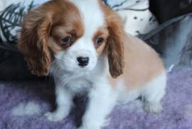 chiot Cavalier King Charles Femelle