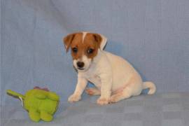 Jolie Chiot Jack Russell Femelle
