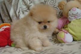 Chiot Spitz Magnifique Allemand femelle