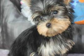 ADORABLE CHIOT YORKSHIRE TERRIER FEMELLE