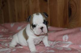 Très jolie chiot Bouledogue français Femelle