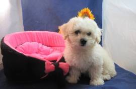 Magnifique Chiot Bichon Frise Femelle