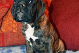 Adorable Chiot type Boxer Femelle