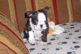 Jolie bébé chiot Boston Terrier Femelle