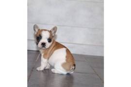 Magnifique chiot Bouledogue français Femelle