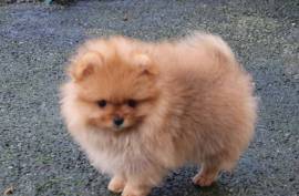 Mignonne Chiot Spitz allemand Femelle