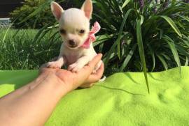 Chihuahua femelle  (601) 975-7463, Vancouver