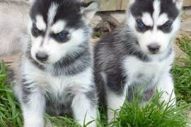 Adorables deux chiot husky sibérien male femelle, Laval