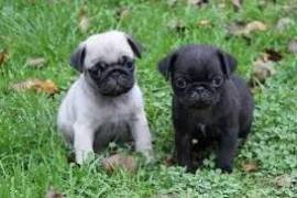 Magnifique chiot carlin male et femelle, Laval