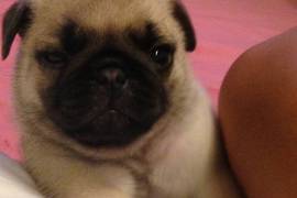 Magnifique chiot carlin male et femelle, Laval