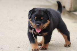 Ma petite jolie rottweiller femelle, Laval