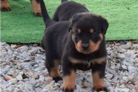 Ma petite jolie rottweiller femelle, Laval
