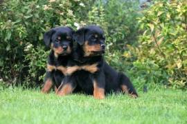 Ma petite jolie rottweiller femelle, Laval