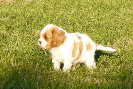 Chiots Cavaliers King Charles, sorel tracy