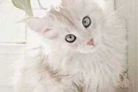 Mes jolie chatons maine coon male et femelle, Laval