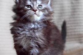 Mes jolie chatons maine coon male et femelle, Laval