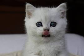 Très jolie chatons british shorthair, Laval