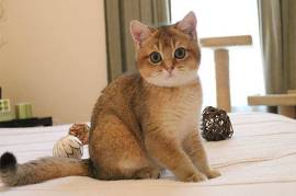 Très jolie chatons british shorthair, Laval