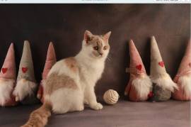 Très jolie chatons british shorthair, Laval