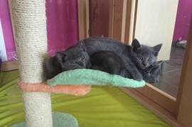 Adorable chaton chartreux male femelle, Laval