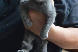 Adorable chaton chartreux male femelle, Laval