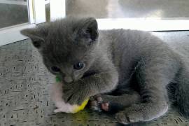 Adorable chaton chartreux male femelle, Laval