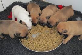 Beau chiots Bouledogue Français, Québec